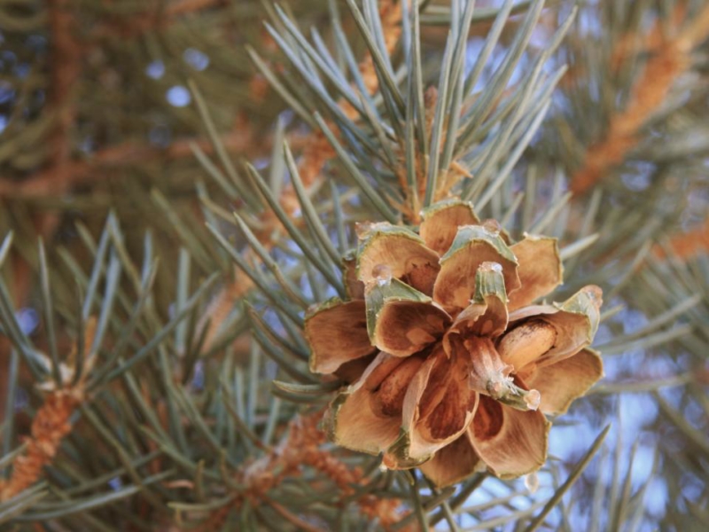 Piñon Pines Pinus edulis and Pinus monophylla Mountain Herbalism