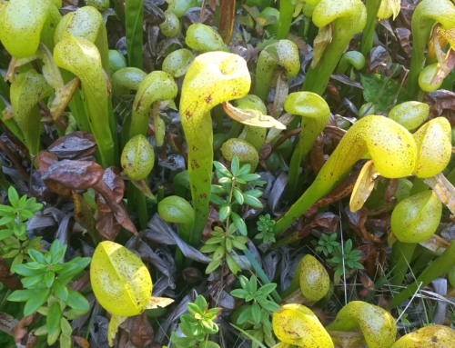 Darlingtonia californica: a carnivorous plant