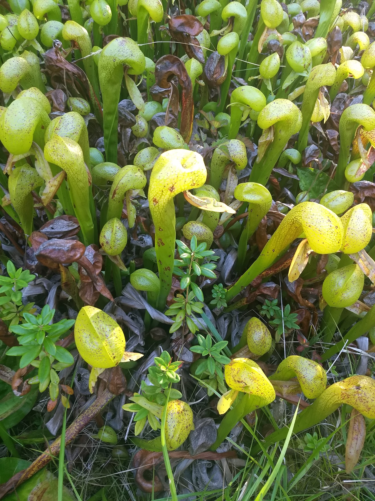 Darlingtonia californica a carnivorous plant Mountain